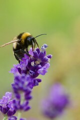 A close-up of a bumblebee feeding on a pink clover flower, surrounded by green leaves, capturing the bee’s fuzzy body and delicate interaction with the bloom in a natural setting.