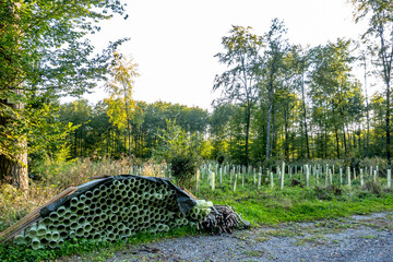 Wiederaufforstung im Mischwald durch anpflanzen junger Laubb&auml;ume