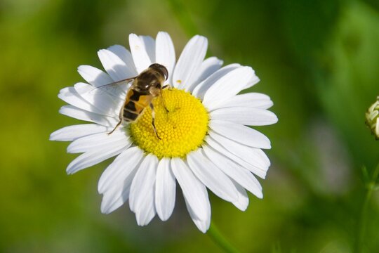 A close-up of a hoverfly perched on a white daisy flower with a vibrant yellow center, set against a blurred green background in a natural outdoor setting. - Powered by Adobe
