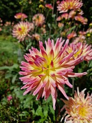 Obraz premium Beautiful flowers in the nature, with awesome colors.