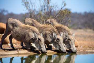 Warthogs