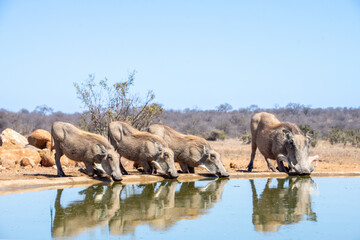 Fototapeta premium Warthogs