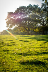 Wiese mit welligem Untergrund