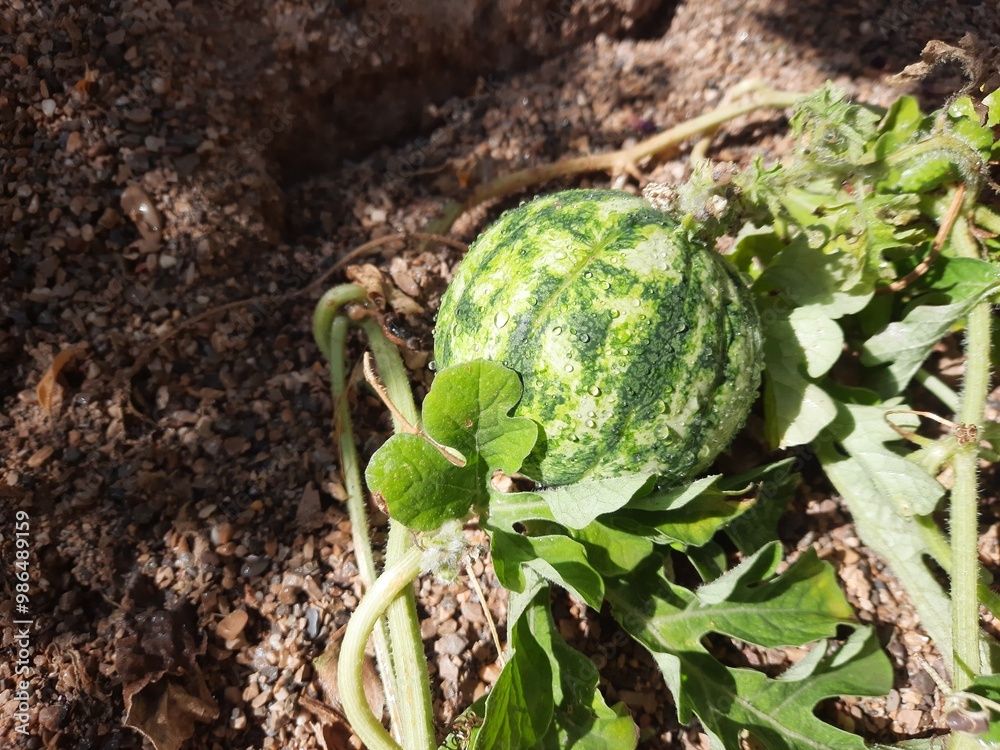 Poster watermelon on the ground