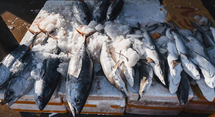 Fresh fish tuna and sharks on the counter at the street seafood market in Vietnam in Asia