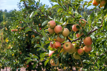 Apple tree loaded with apples in an orchard. Autumn seasonal harvest. Red ripe apples on a branch in orchard. Organic farming, gardening, vegetarian eco food.