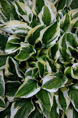 Obraz premium Vibrant Green Hosta Bush with Lush Leaves in Garden Setting