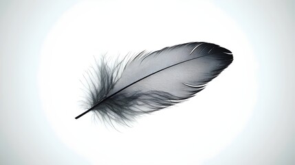 A single black feather rests on a white background, its delicate structure and soft texture highlighted by the light.