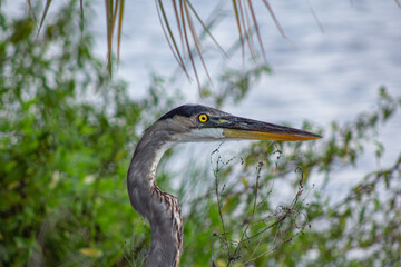 Close-Up of a Heron by a Lakeside