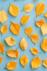 Obraz premium Autumn leaves of various shapes and colors scattered on a bright blue background