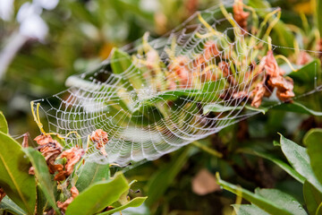 Dew drops on spider web