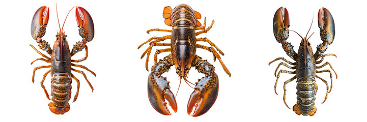 Set of Seafood lobster invertebrate isolated on a transparent background