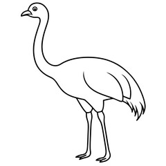 Graceful Emu Tall and Sleek Vector Design