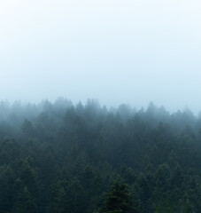 coniferous forest, tops in the fog