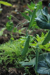 Green young Peas in the garden