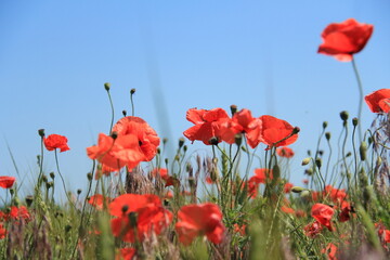 Fototapeta premium Many poppy flowers in field and blue sky