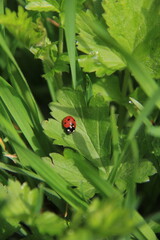 Red ladybug on green leaf