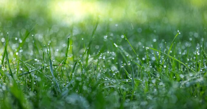 Fresh grass covered with dew drops, close-up view. Green meadow