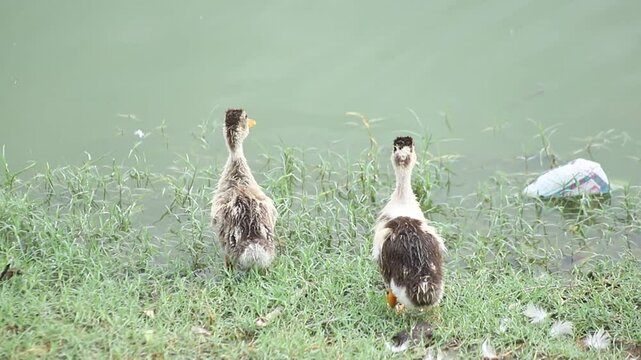 American Pekin Ducks Chaild. White ducks child float in a pond in a summer sunny day. White ducks swimming in the water. Side view of a white duck with water in the background. Beautiful 4K Footage.