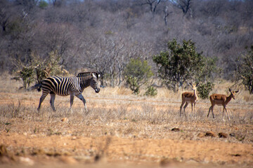 Zebras in Greater Kruger South Africa