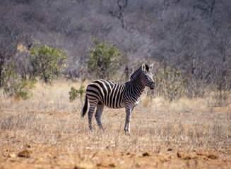 Zebras in Greater Kruger South Africa