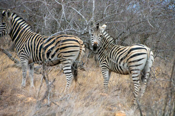 Zebras in Greater Kruger South Africa