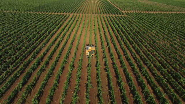 GRAPE HARVESTER, FRONT VIEW GETTING UP WHILE HARVESTING