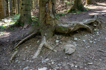 A path leads upwards between the trees of a forest located in mountains. The forest is lush green and moss and sticks and trees cover the forest floor. High quality photo