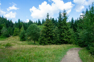Obraz premium Green forest natural landscape on the mountain in summer. Beautiful colorful summer spring natural landscape in Park surrounded by green foliage of trees in sunlight. High quality photo