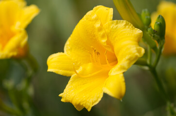 large yellow flower of a lily, close-up lily, close-up pollen pistil of a lily, yellow flower from close-up with blossoms and buds, lilium flower