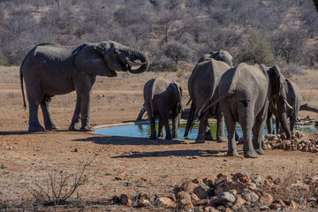 Elephants, Klaserie Reserve, Greater Kruger