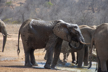 Elephants, Klaserie Reserve, Greater Kruger