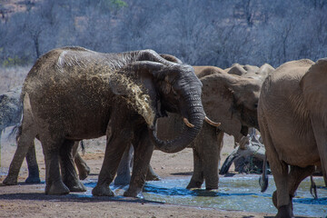 Elephants, Klaserie Reserve, Greater Kruger