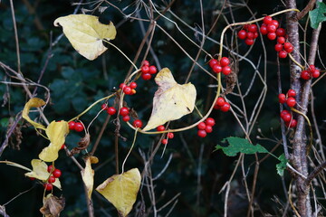 Chapelet fruit rouge