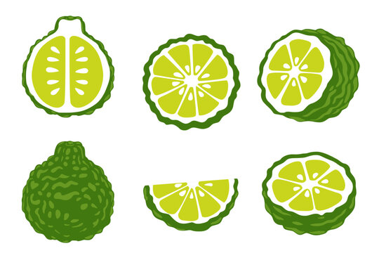 Bergamot vector logo isolated on white background.	