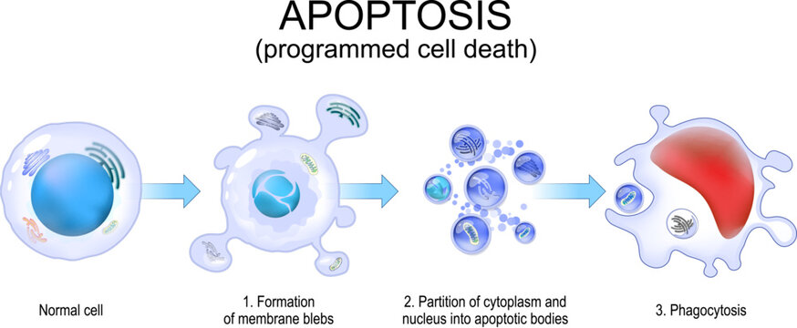 Apoptosis. Programmed cell death.