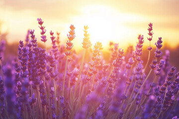 Naklejka premium Sunlit lavender blossoms glowing against golden sky