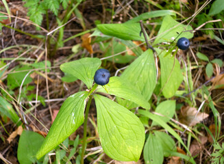 Blue berry of the poisonous Crow's Eye plant (Páris),four-leaved grass, Paris herb
