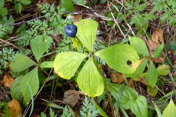 Blue berry of the poisonous Crow's Eye plant (Páris),four-leaved grass, Paris herb
