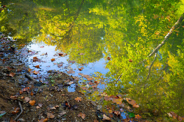 Trees and blue sky reflected in the surface of the water next to the creek bank, Chickamauga creek, Audubon Acres in Chattanooga, Tennessee