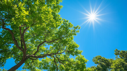 Fototapeta premium Bright sun shining through lush green tree canopy