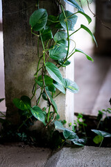 Green leaves of a vine by the concrete pillar.