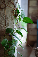 Green leaves of a vine by the concrete pillar.