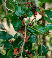Mulberry fruit on a tree in different stages of ripeness.