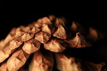 Pine cone in close-up on a black background, macro photography, green in the darkness 