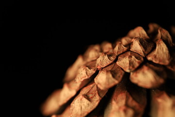 Pine cone in close-up on a black background, macro photography, green in the darkness	