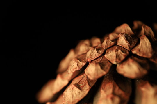 Pine cone in close-up on a black background, macro photography, green in the darkness	