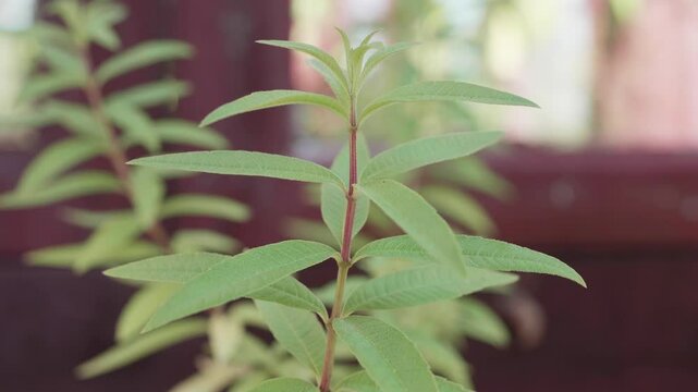 Lemon verbena Beautiful Closeup of Fresh Herbs in a Garden