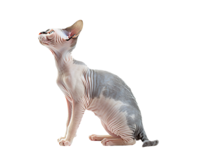 Sphynx cat sitting alert with its head tilted upwards on a transparent background