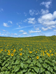 Sunflower field on sunny Summer day